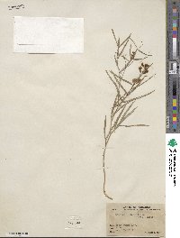 Lathyrus graminifolius image