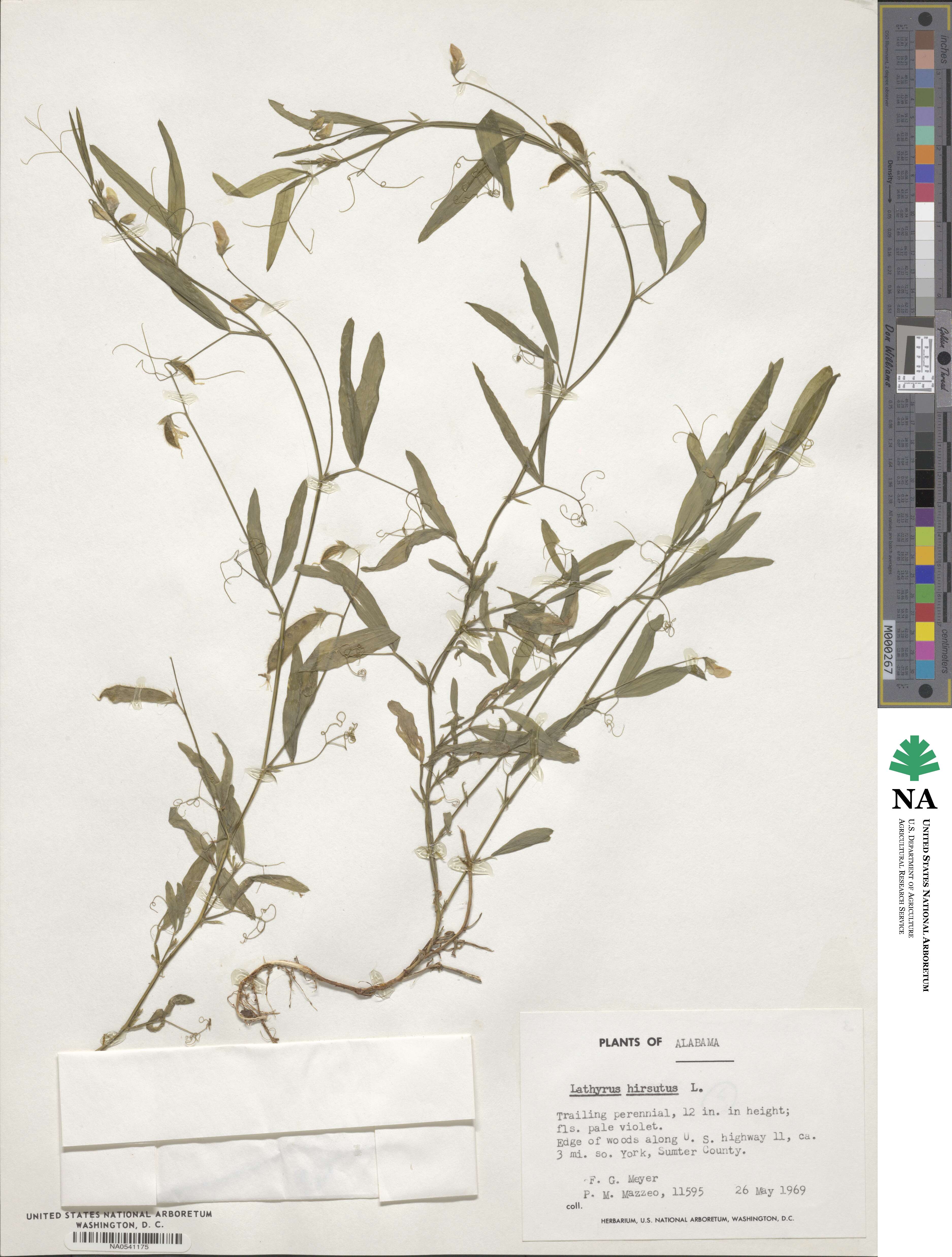 Lathyrus hirsutus image