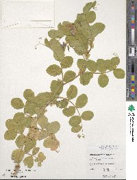 Lathyrus japonicus image