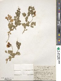 Lathyrus japonicus image