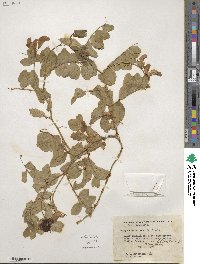 Lathyrus japonicus image