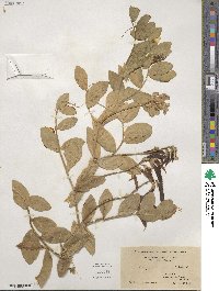 Lathyrus japonicus image