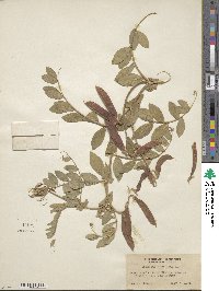 Lathyrus japonicus image