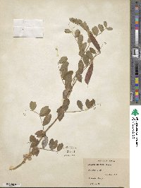 Lathyrus japonicus image