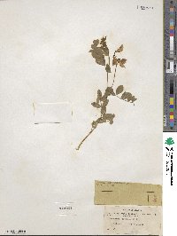 Lathyrus japonicus image