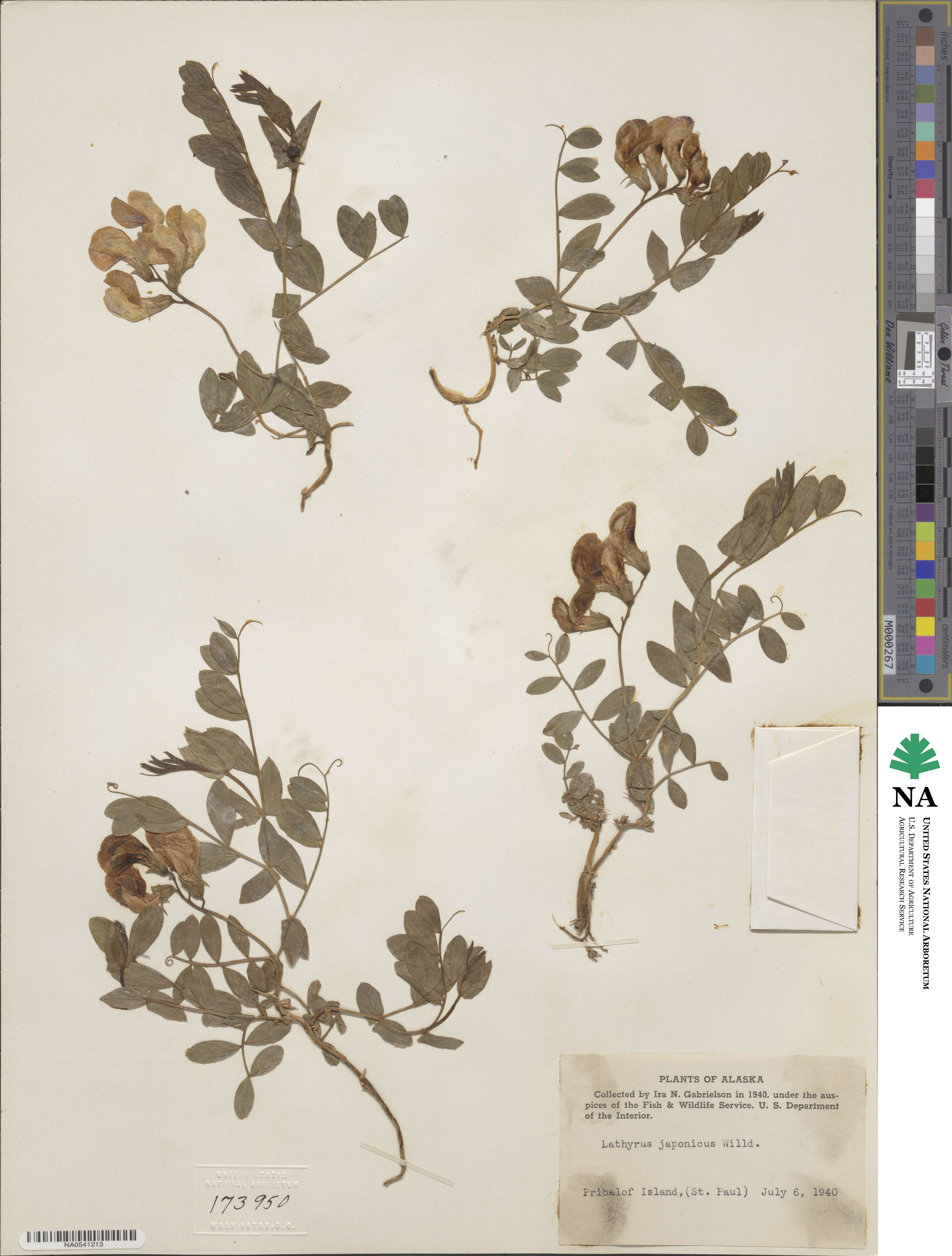 Lathyrus japonicus image
