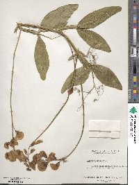 Lathyrus latifolius image