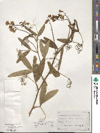 Lathyrus latifolius image