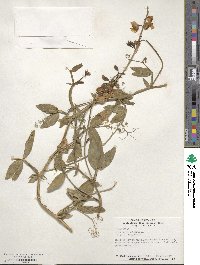 Lathyrus latifolius image