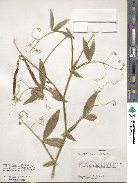 Lathyrus latifolius image