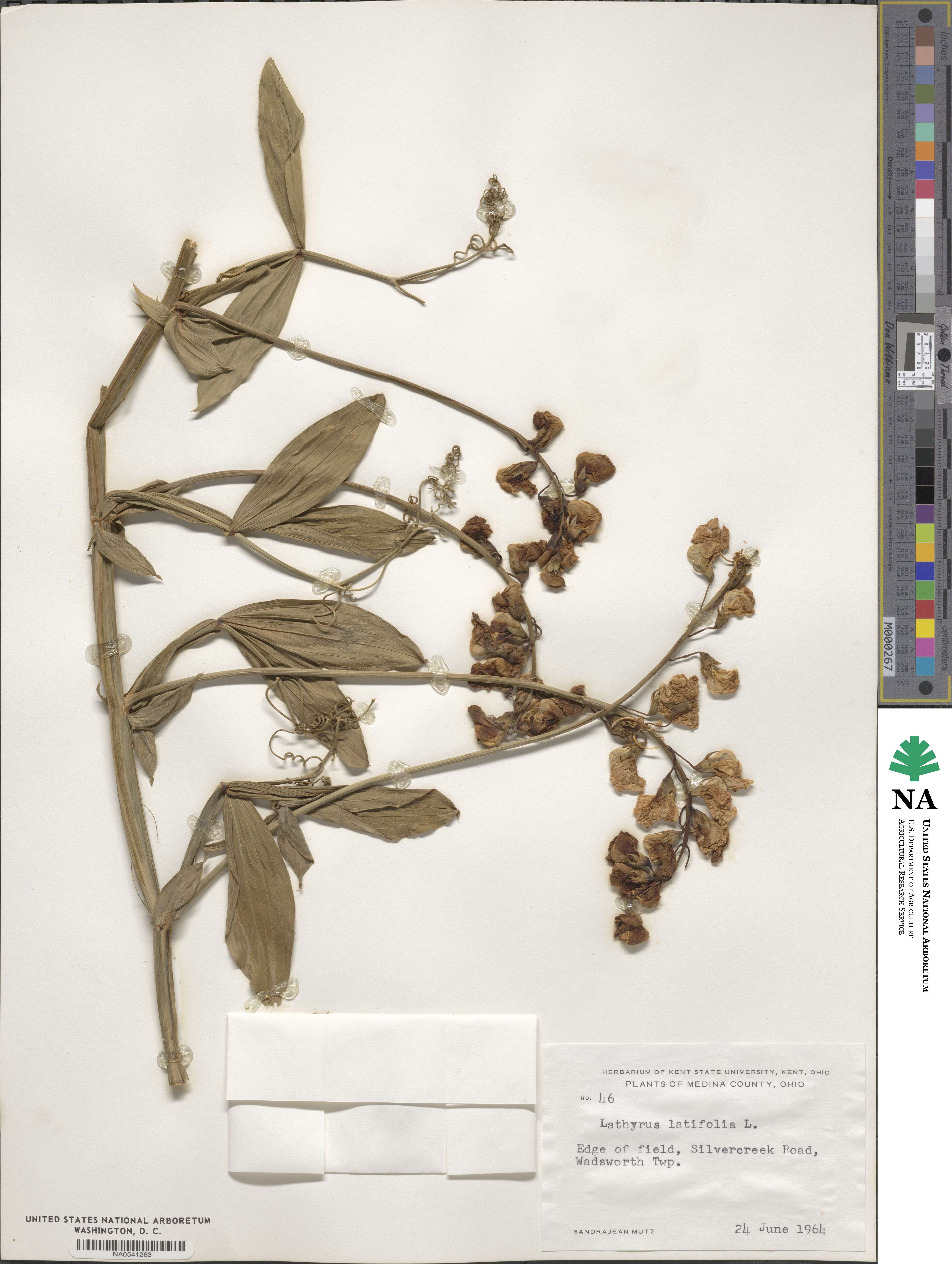 Lathyrus latifolius image
