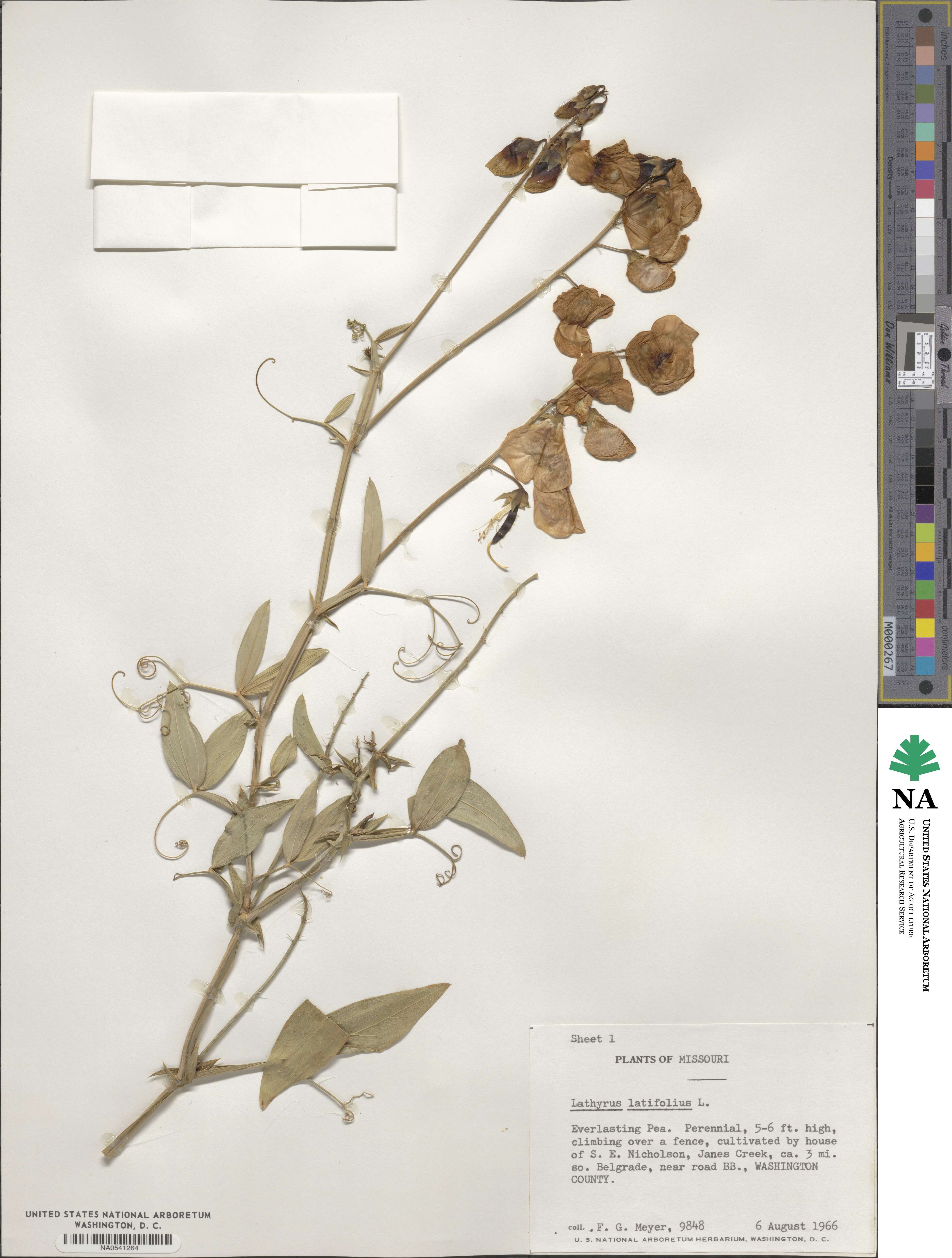 Lathyrus latifolius image