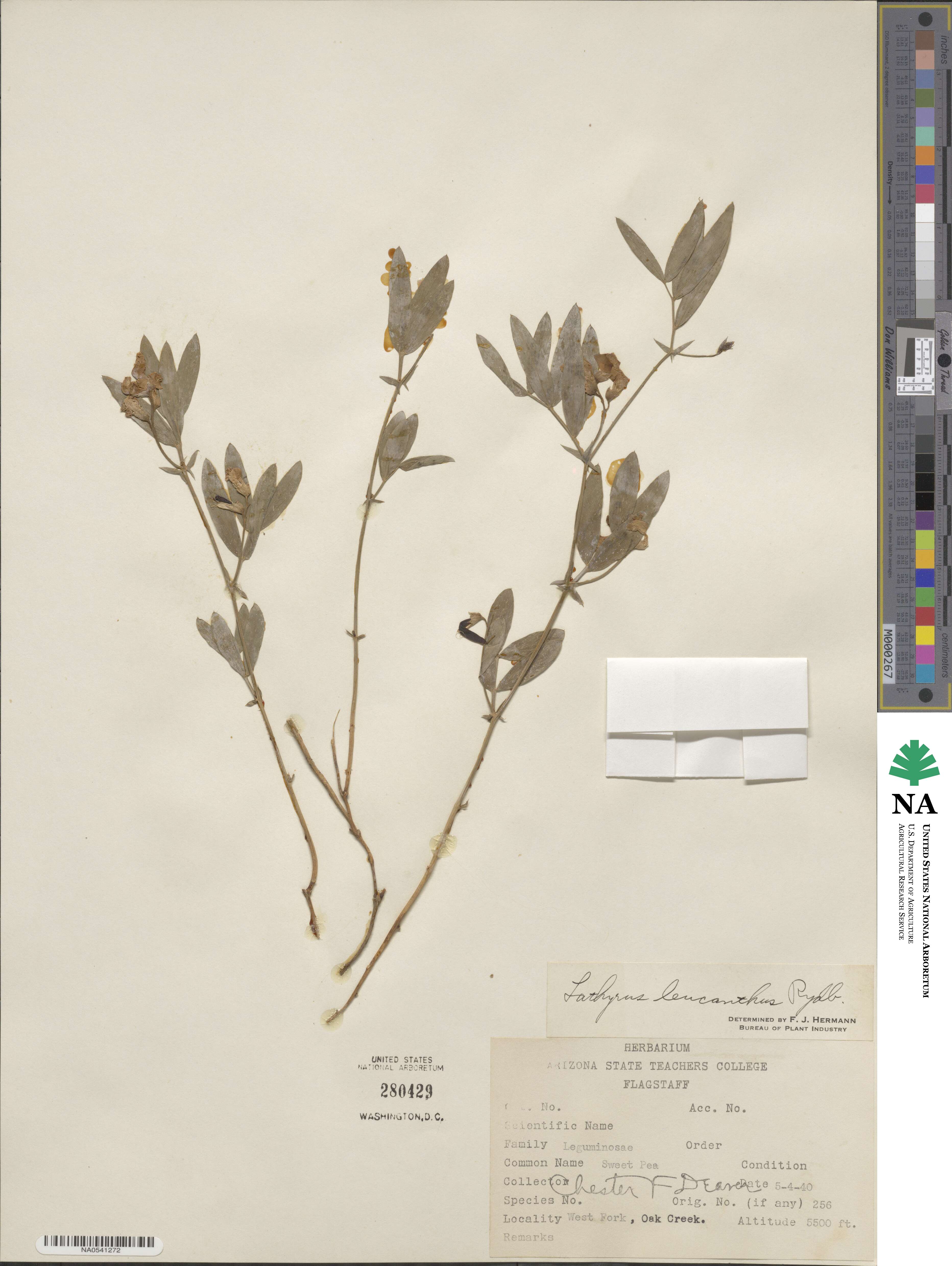 Lathyrus lanszwertii image
