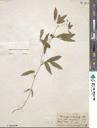 Lathyrus lanszwertii var. arizonicus image