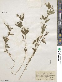 Lathyrus lanszwertii var. arizonicus image