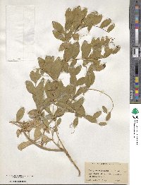 Lathyrus maritimus image