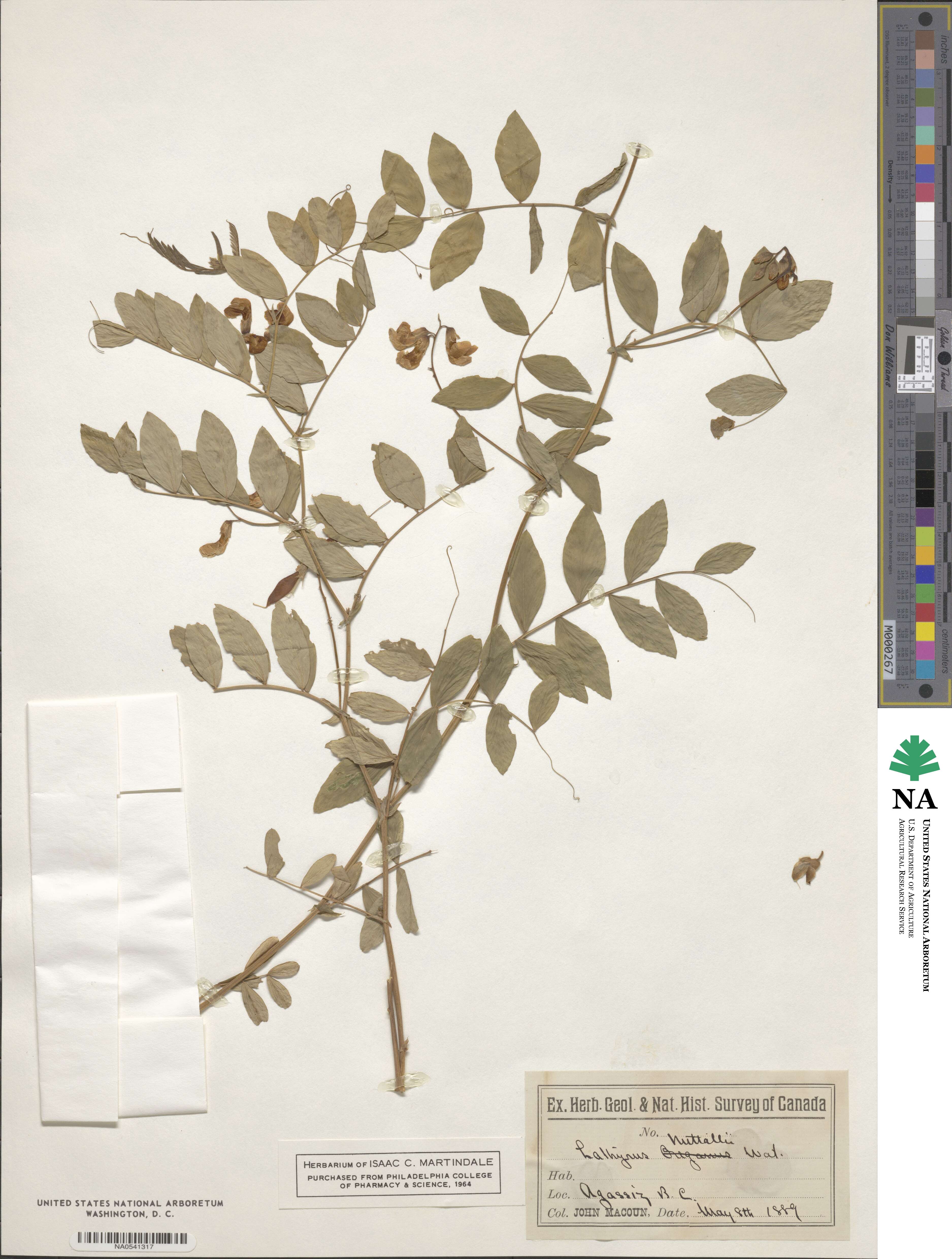 Lathyrus nevadensis image