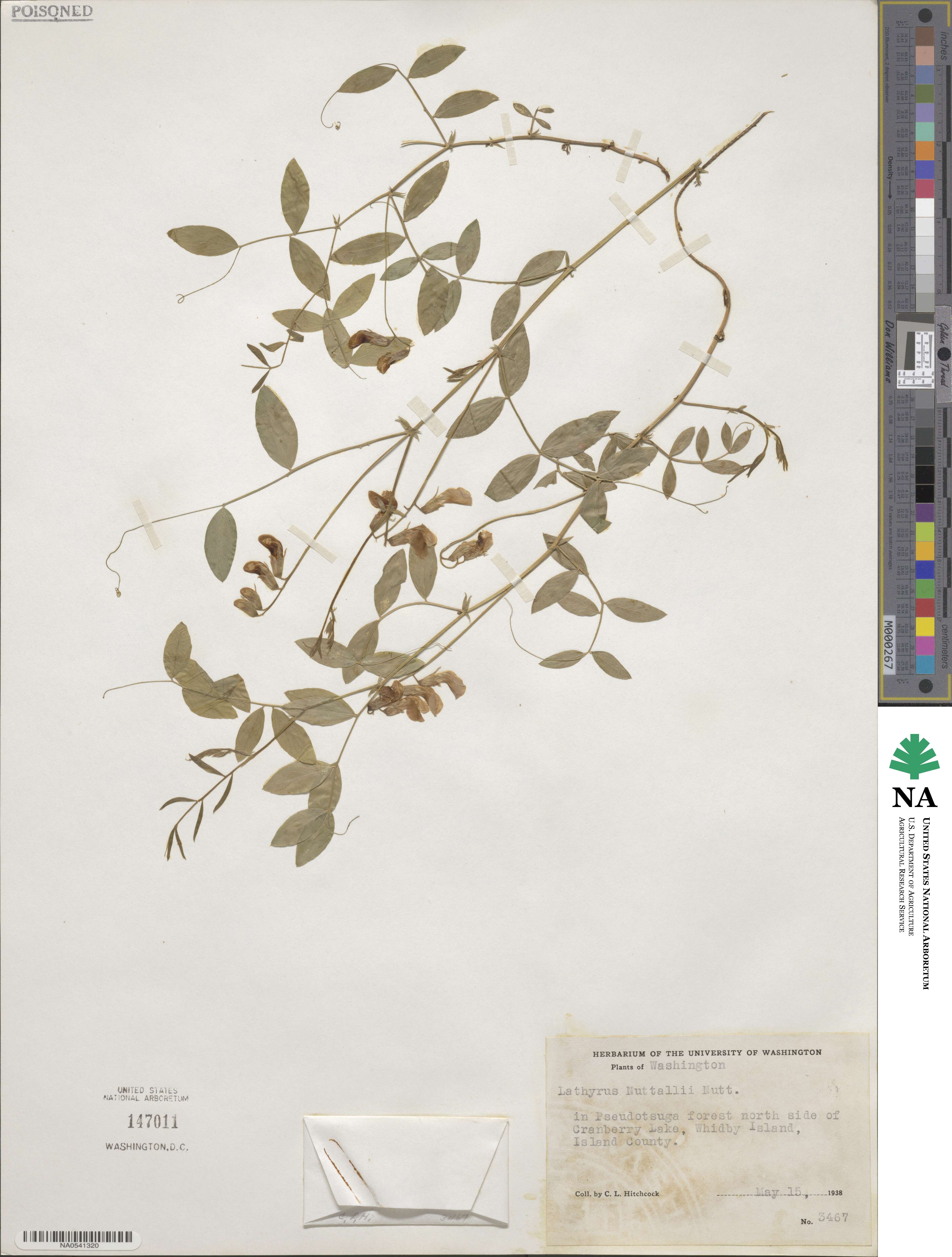 Lathyrus nevadensis var. nevadensis image