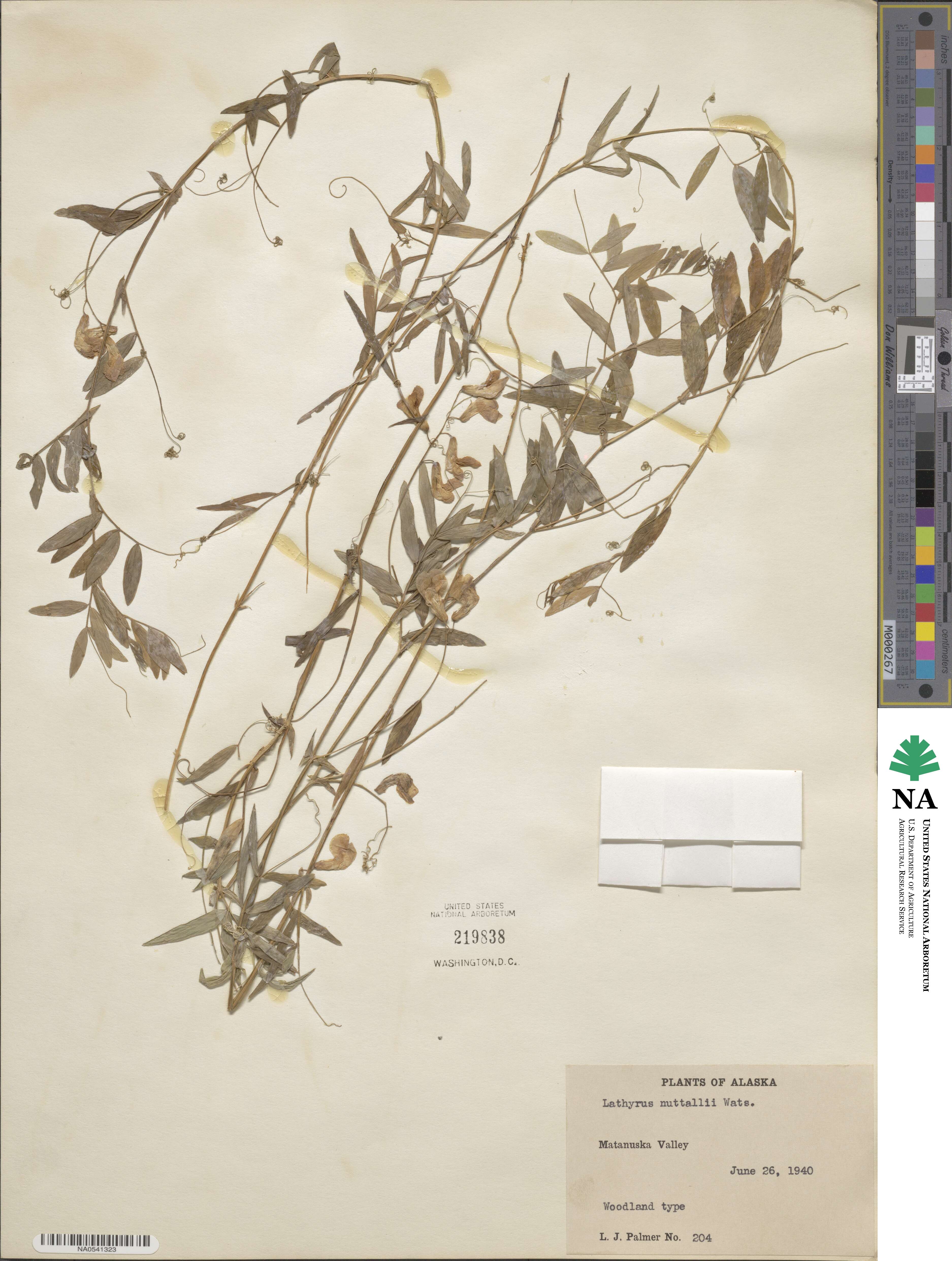 Lathyrus nevadensis var. nevadensis image