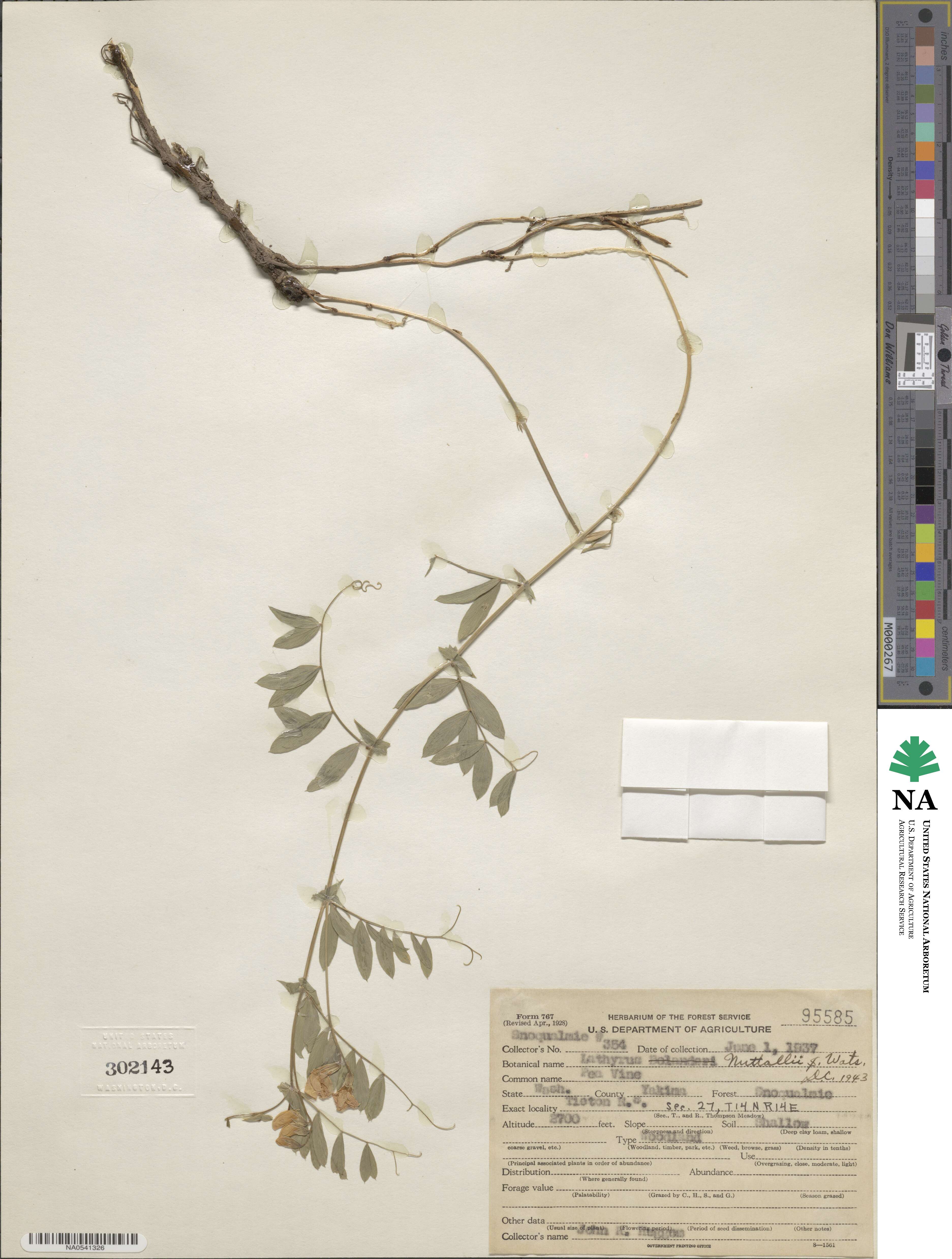 Lathyrus nevadensis var. nevadensis image