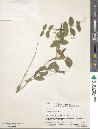 Lathyrus ochroleucus image