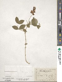 Lathyrus ochroleucus image