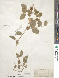 Lathyrus ochroleucus image