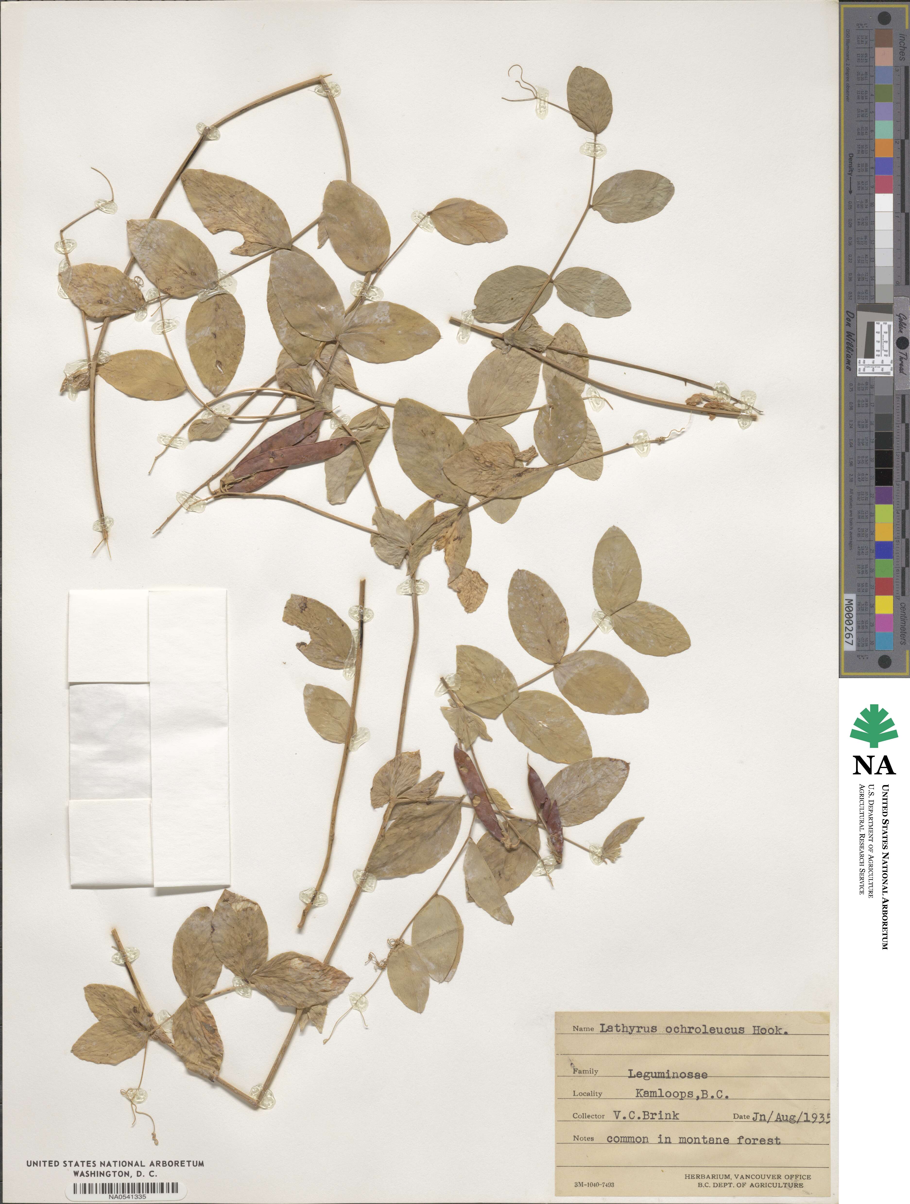 Lathyrus ochroleucus image
