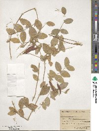 Lathyrus ochroleucus image