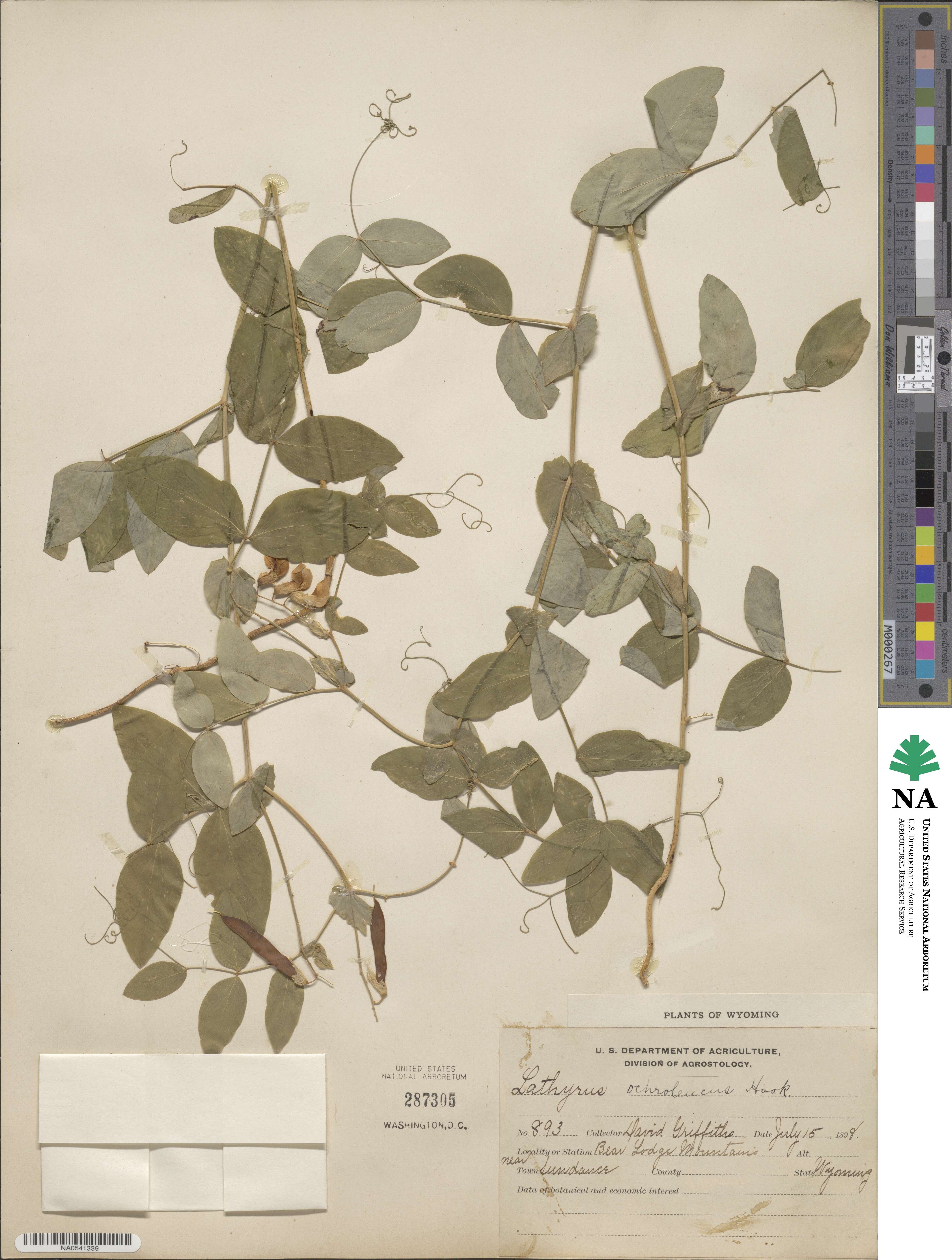 Lathyrus ochroleucus image