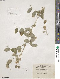 Lathyrus ochroleucus image