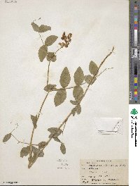 Lathyrus ochroleucus image