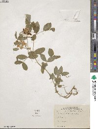 Lathyrus ochroleucus image