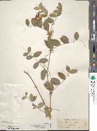 Lathyrus decaphyllus image