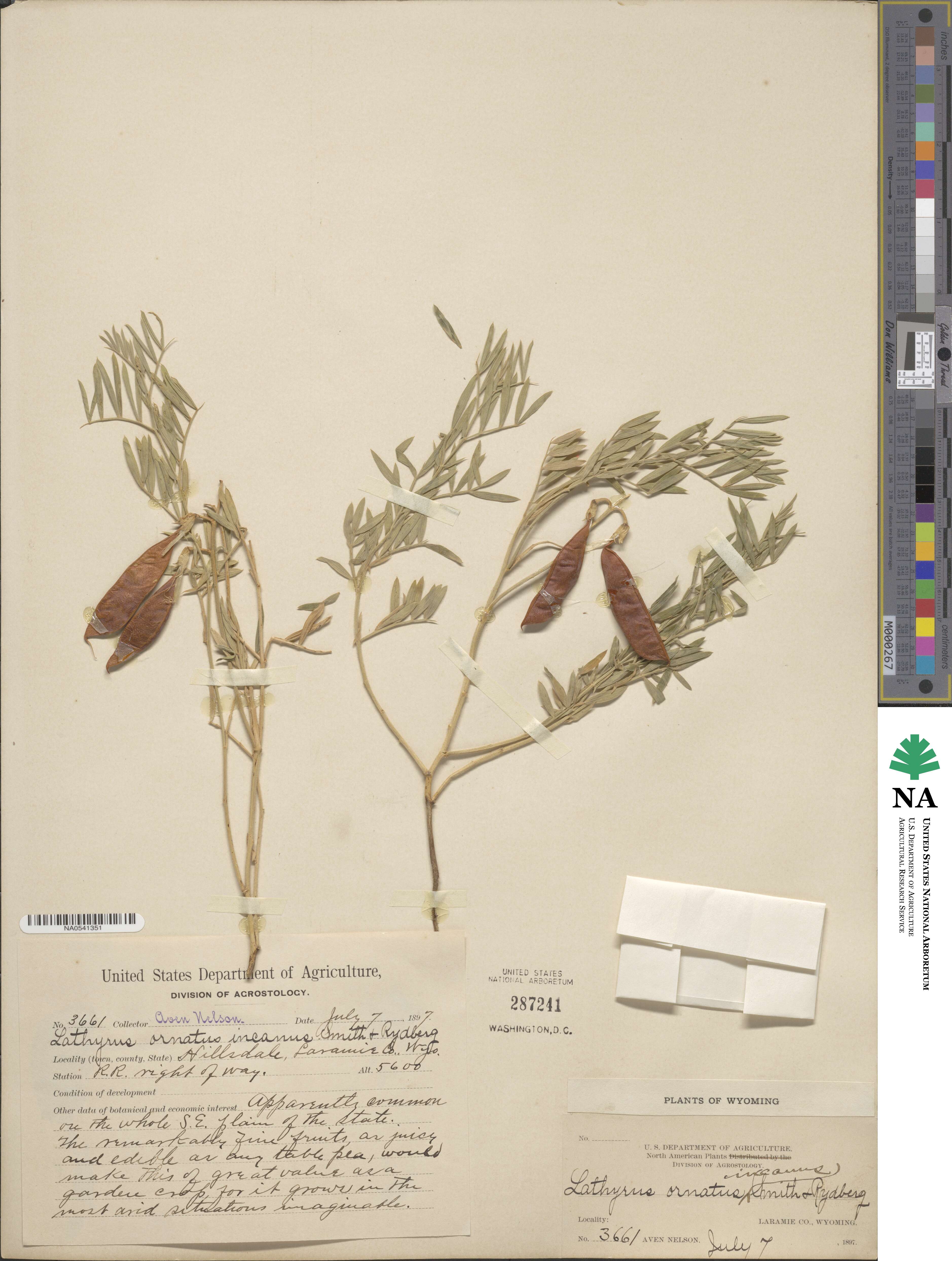 Lathyrus decaphyllus var. decaphyllus image
