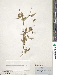 Lathyrus palustris image