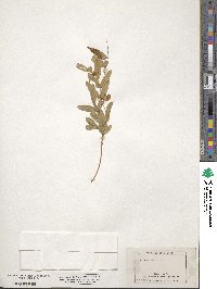 Lathyrus palustris image