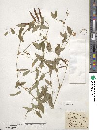 Lathyrus palustris image