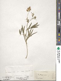 Lathyrus palustris image