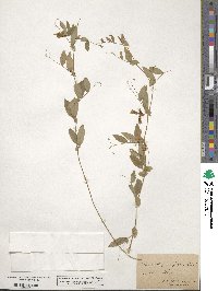 Lathyrus palustris image