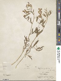 Lathyrus palustris image