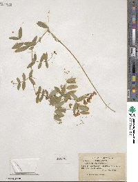 Lathyrus palustris image