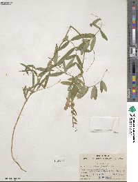 Lathyrus palustris image