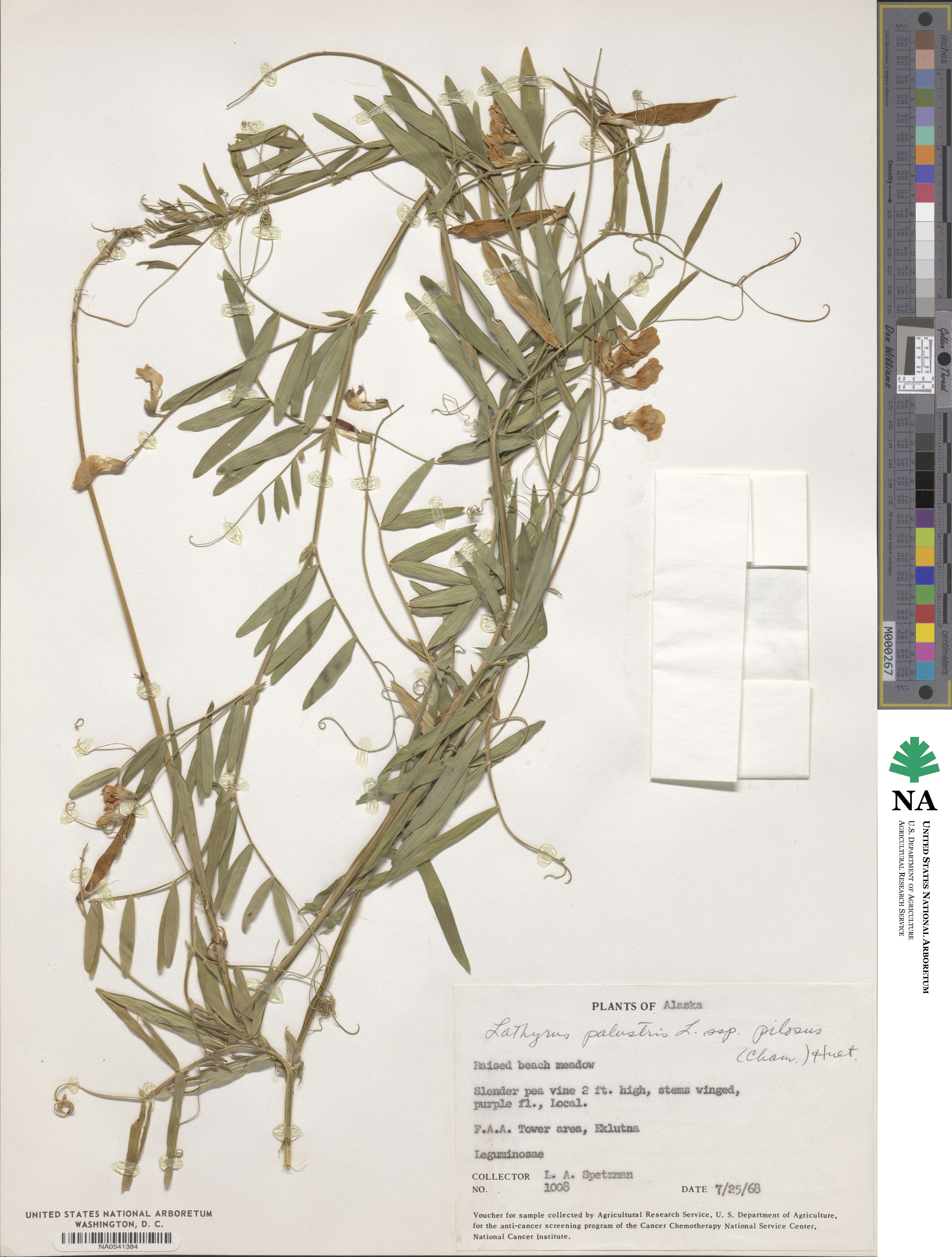 Lathyrus palustris subsp. palustris image
