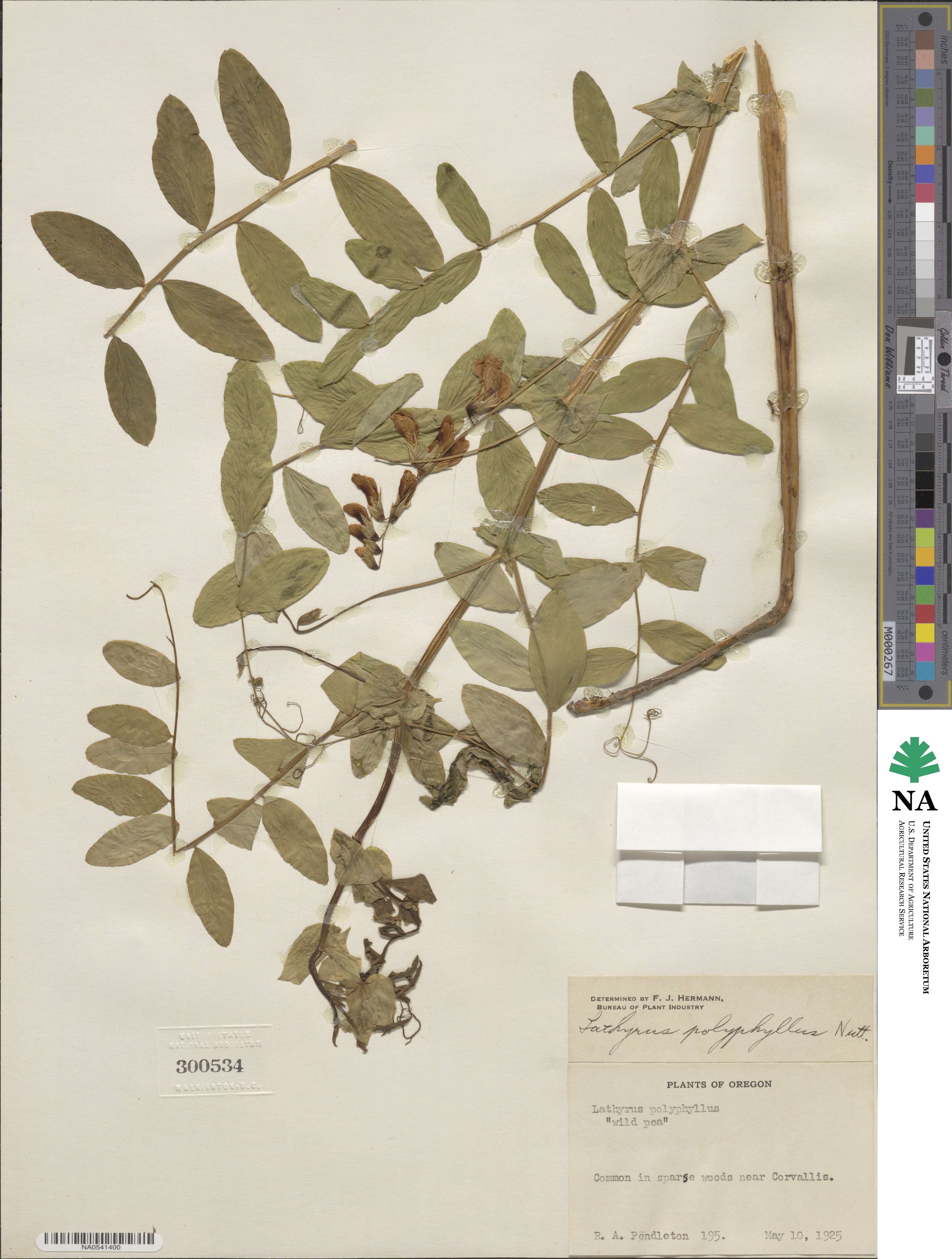 Lathyrus polyphyllus image