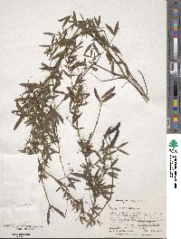 Lathyrus pratensis image