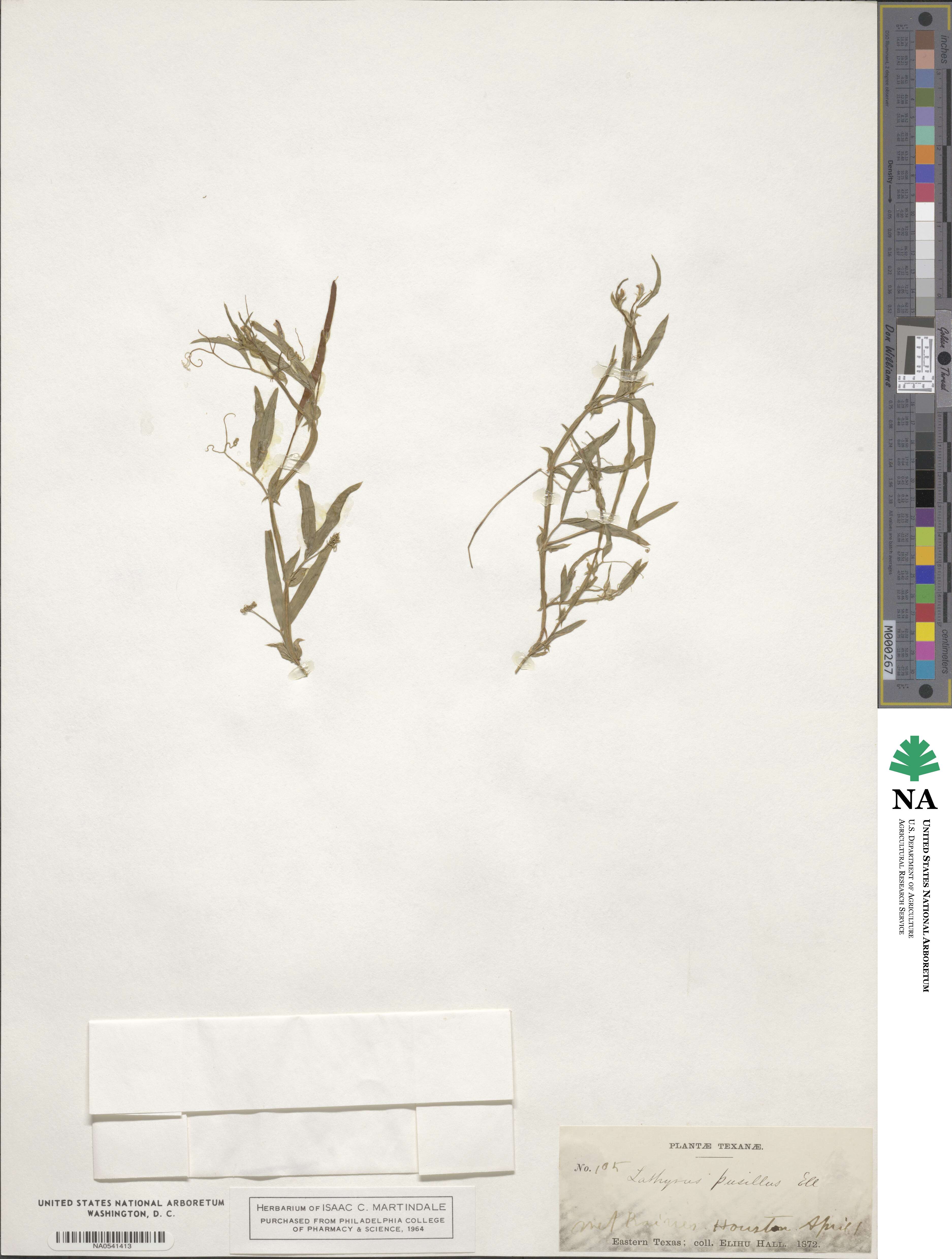 Lathyrus pusillus image