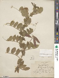 Lathyrus pusillus image