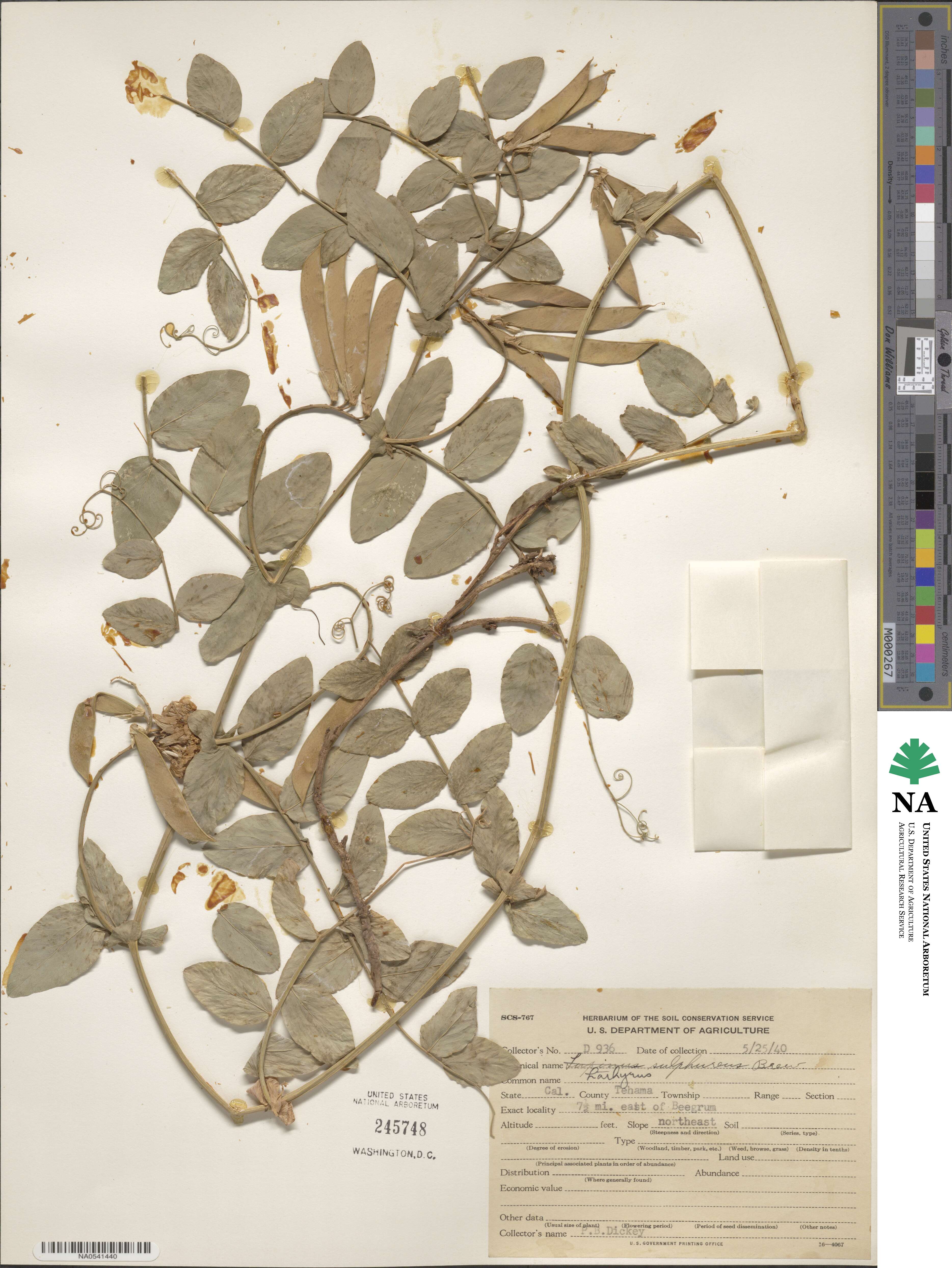 Lathyrus sulphureus image