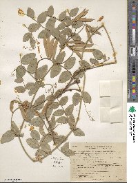 Lathyrus sulphureus image